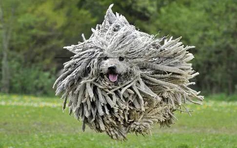 各国猛犬品种排名,各国品种猛犬