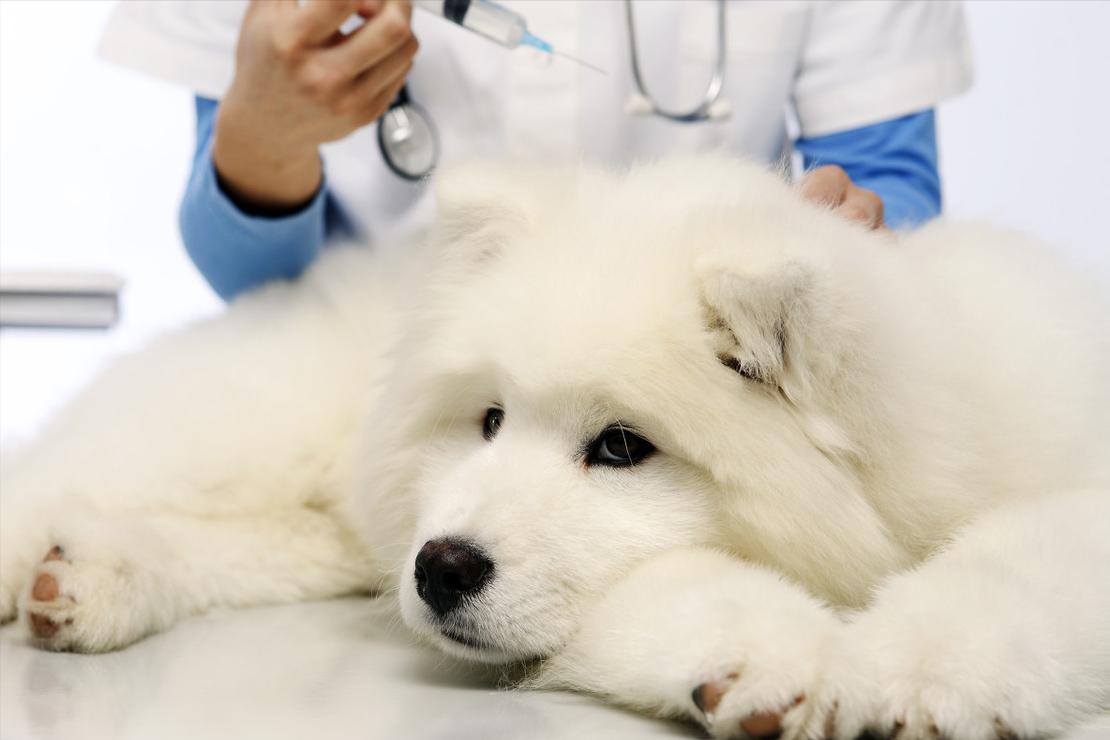 怎样正确饲养狗狗,如何科学饲养狗狗