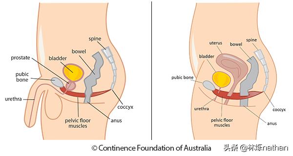 坐月子后觉得肌肉松弛,产后肌肉变松如何恢复