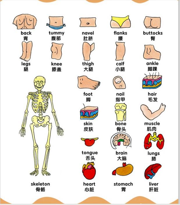 洪恩分级阅读高频词,洪恩英语卡片高频词