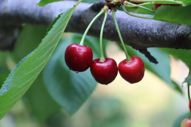 樱桃熟了春天的气息,樱桃熟了踏青采摘乐享乡村游