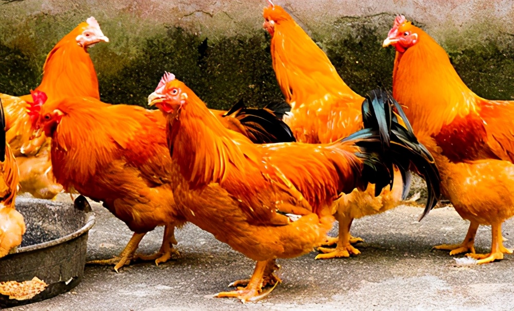 怎么才算真正的土鸡,怎么喂养鸡才不会肥又长得快