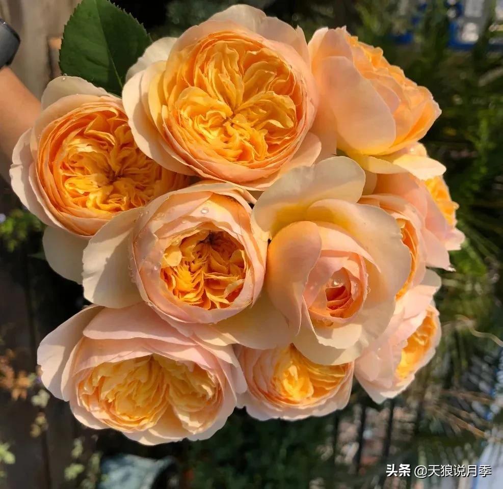 月季春季第一波花要不要剪,月季春季第一波花开后嫁接