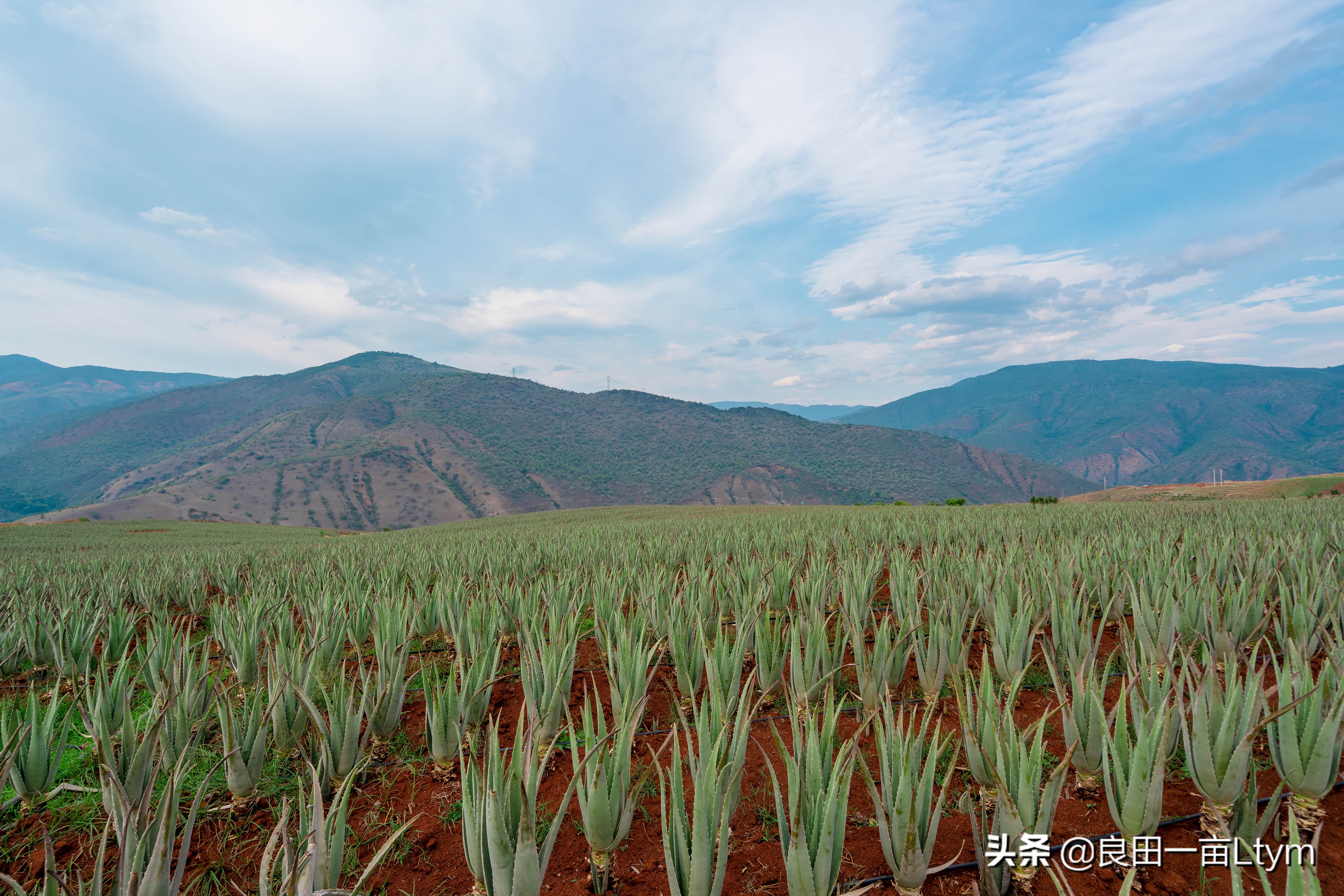 云南天然芦荟护肤品舒缓调理 (云南元江万亩芦荟基地的芦荟水)