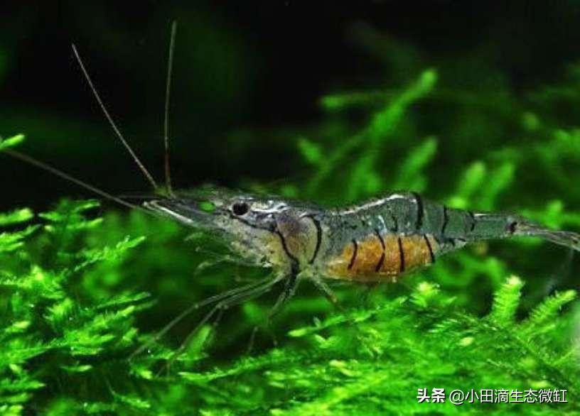 100只黑壳虾多长时间能除干净藻,鱼缸长期不长藻黑壳虾会饿死吗