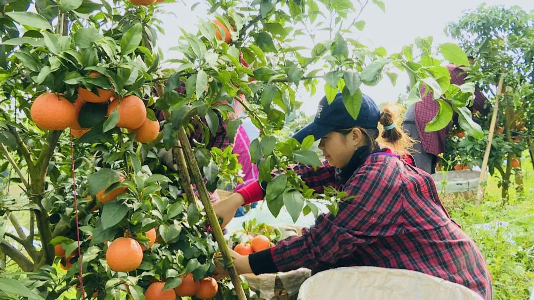 井研特产爱媛耙耙柑,四川乐山井研集益耙耙柑