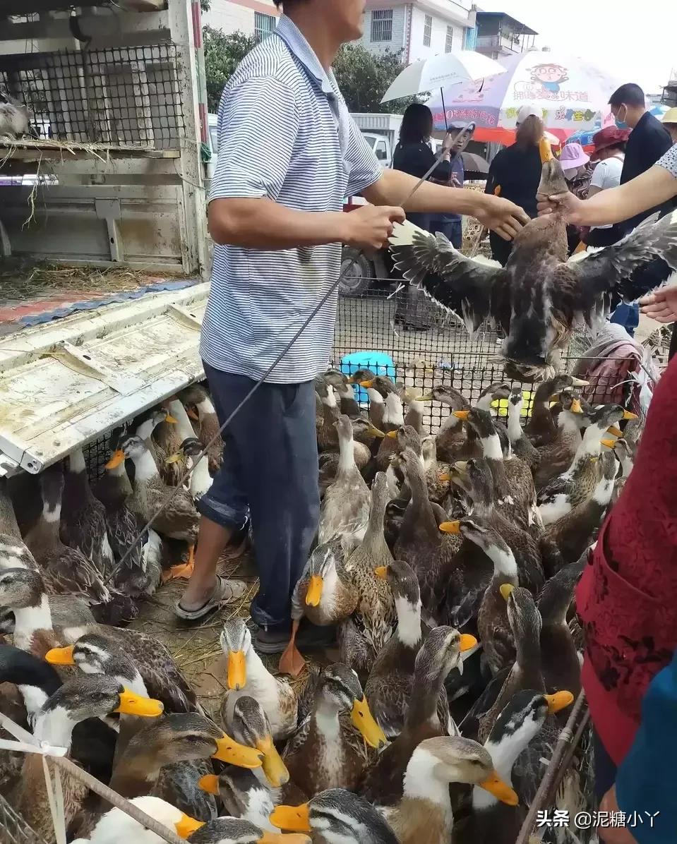 在农村没工作干什么可以赚钱,农民不去打工怎么赚钱