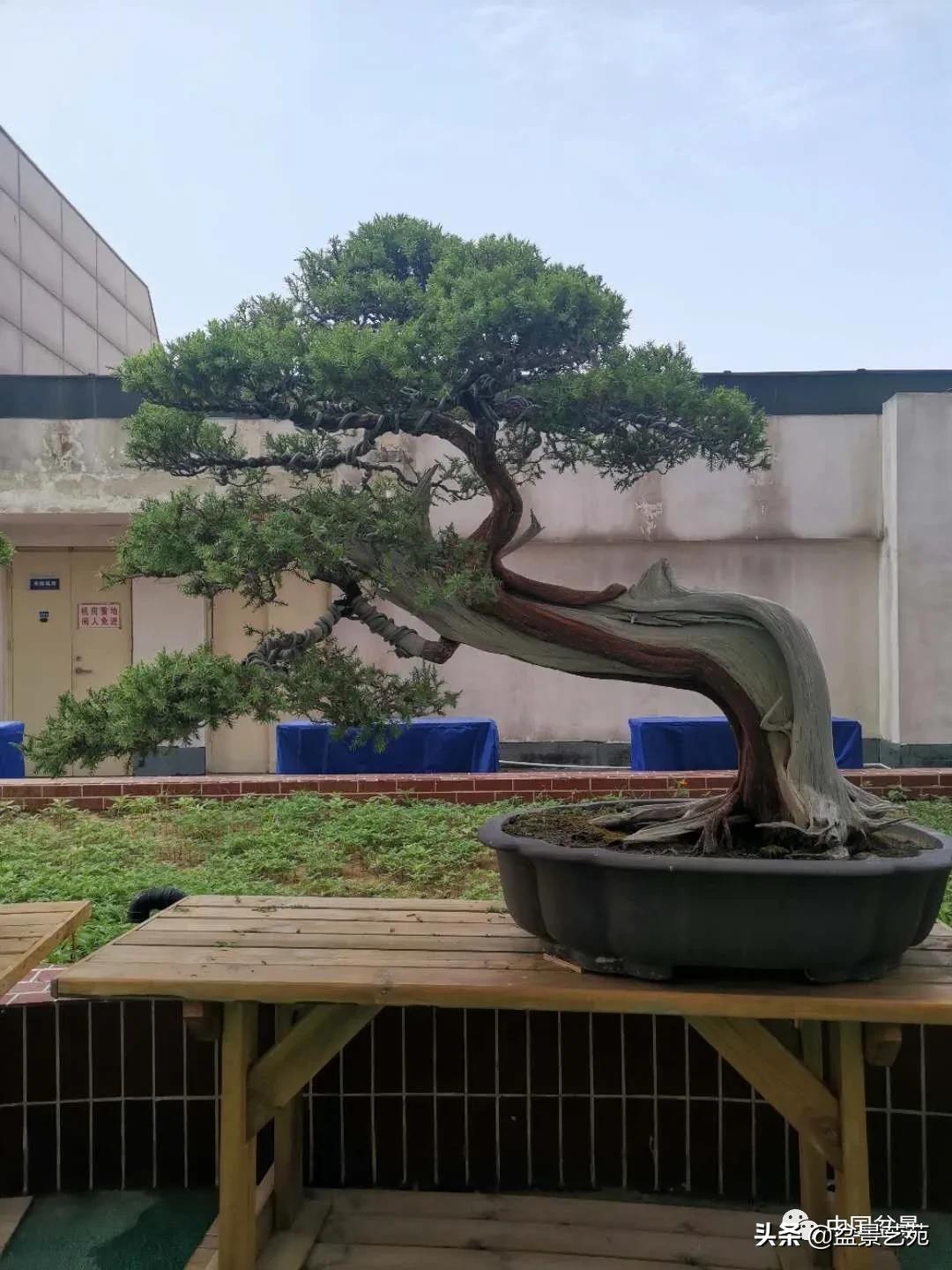 涓浗钁楀悕鐩嗘櫙澶у笀绮惧搧鐩嗘櫙,鐩嗘櫙鑹烘湳瀹跺拰鐩嗘櫙鑹烘湳澶у笀