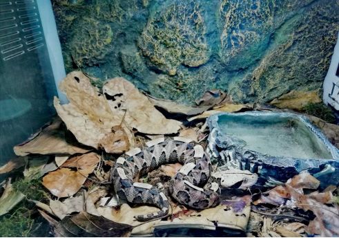 如何让观赏蛇类在人工环境下住得幸福