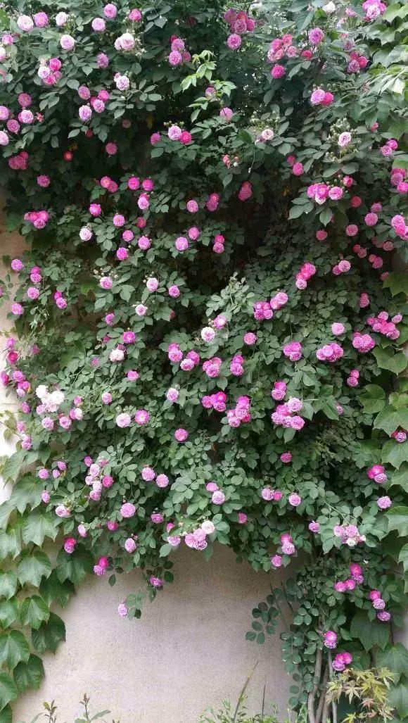 蔷薇月季玫瑰哪种最好养,蔷薇月季玫瑰区别是什么