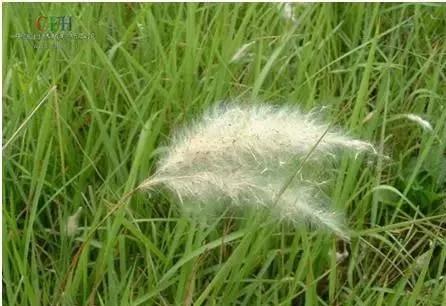 教你认识那些路边的野生中草药,如何识别路边的野生中草药