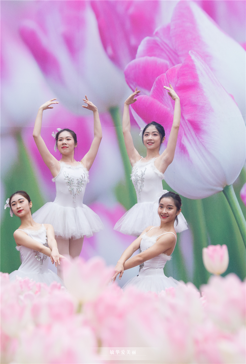 百万葵园攻略地图大全,百万葵园游玩注意事项