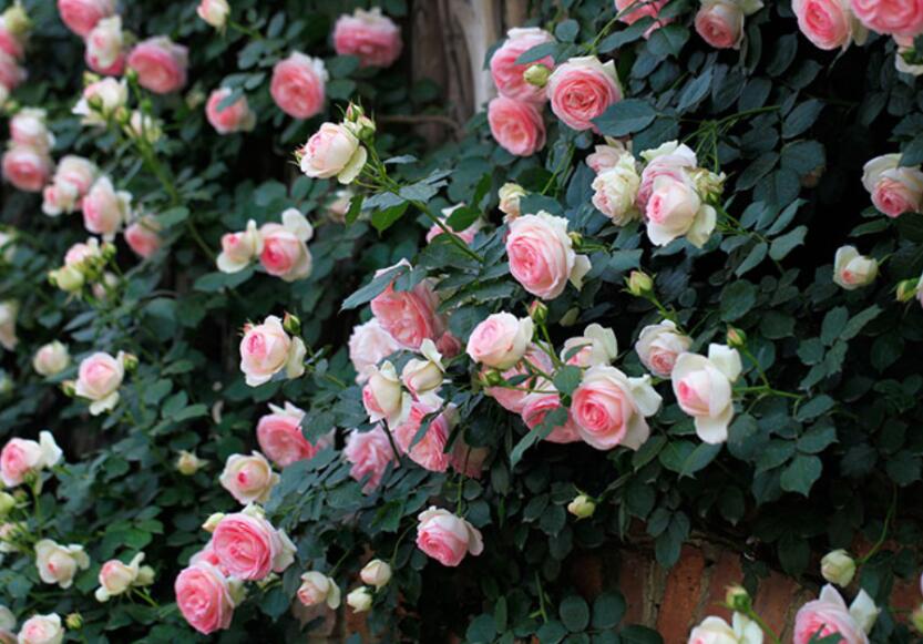 爬藤植物花园打造,最美爬藤花推荐