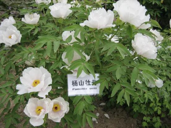 靓妆白里透红,雍容华贵牡丹大红靓装