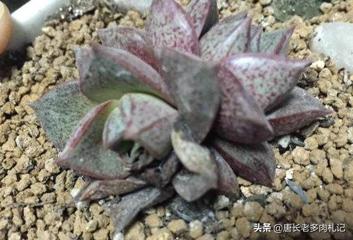 都说多肉大和锦好养，但最近下层叶片突然出现黑腐是怎么回事？