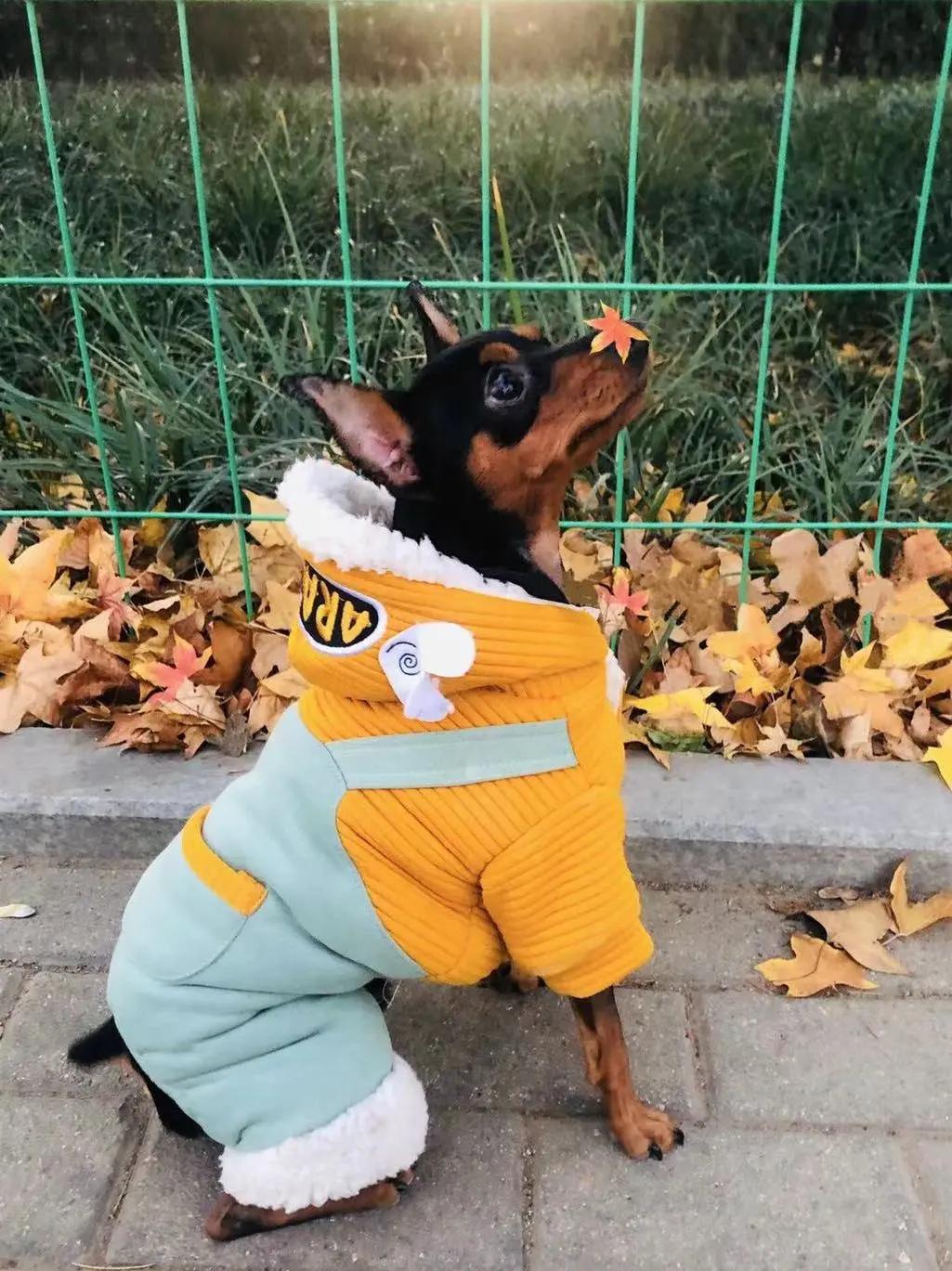 男生猛犬穿女装,男生细狗穿女装