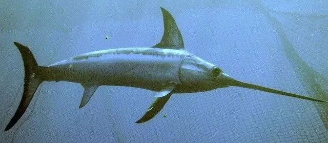 大行sra682用的什么变速器,大行sra折叠自行车