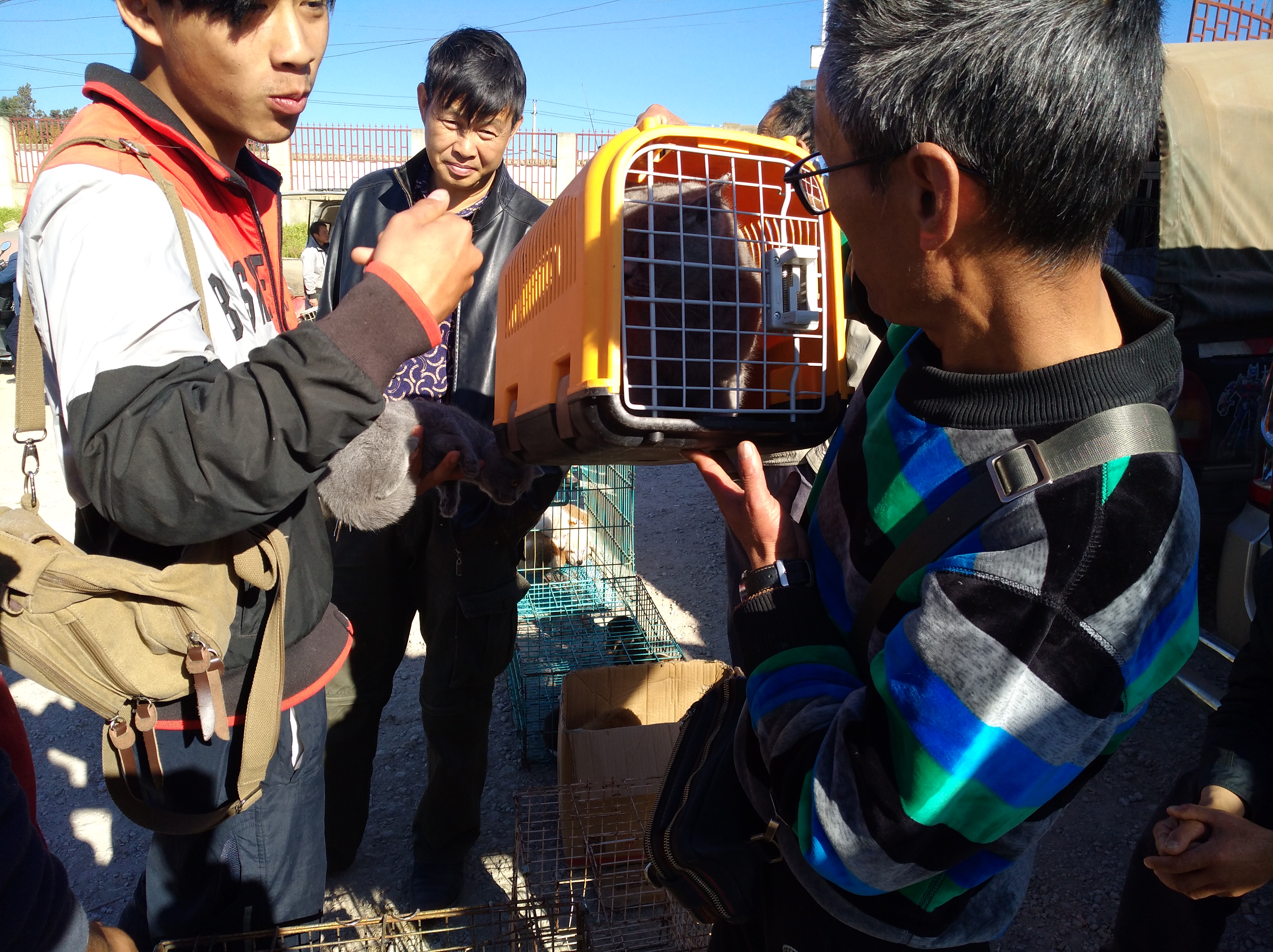 卖家转售自养的英短，买主觉得不纯故意找茬压价！