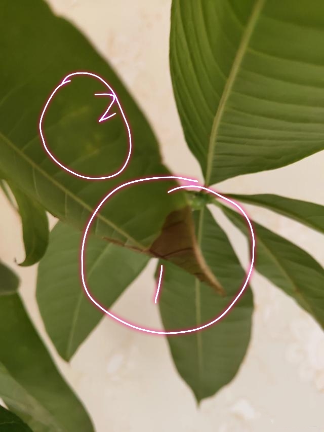 养的发财树黄叶特别多怎么办,发财树叶子发黄下垂发软怎么处理