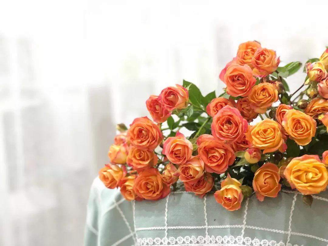 花店必备的5款玫瑰,鲜花图鉴一次性认识30种玫瑰花