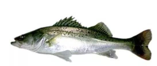 淡水花鲈鱼苗出售,淡水花鲢养殖