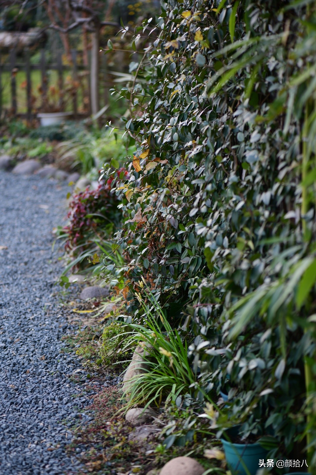 零下9度来袭，花园里的绿色是那么动人|园丁
