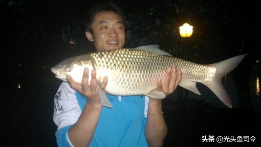 鲮鱼是土鲮吗,土鲮和泰鲮麦鲮鱼的区别