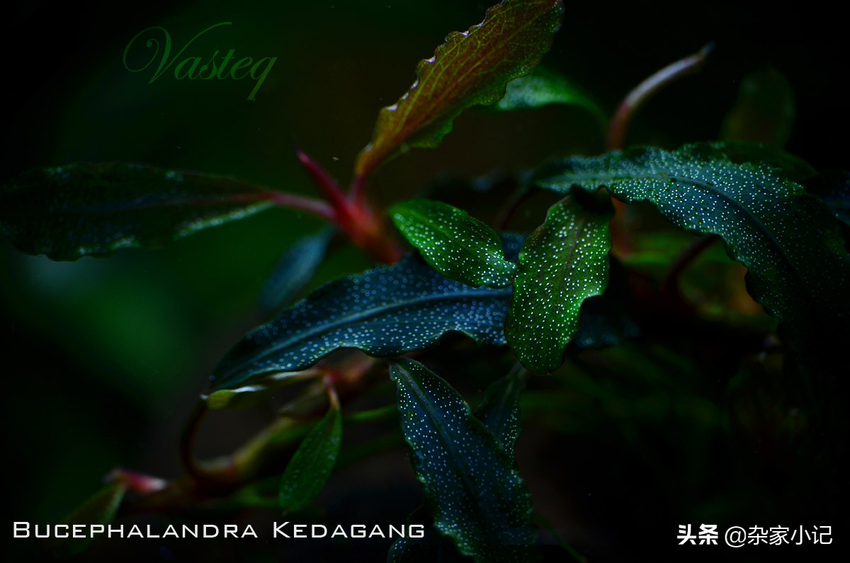 草缸辣椒榕大树造景,草缸辣椒榕怎么修剪