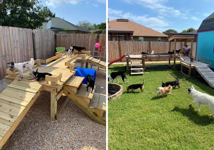 整天说爱狗，你究竟可以做到哪些呢？