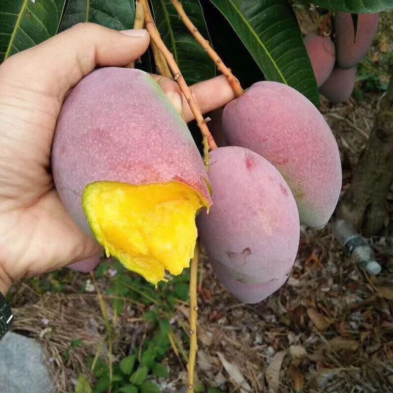 6月吃什么水果是应季水果,6月份最好吃的水果推荐