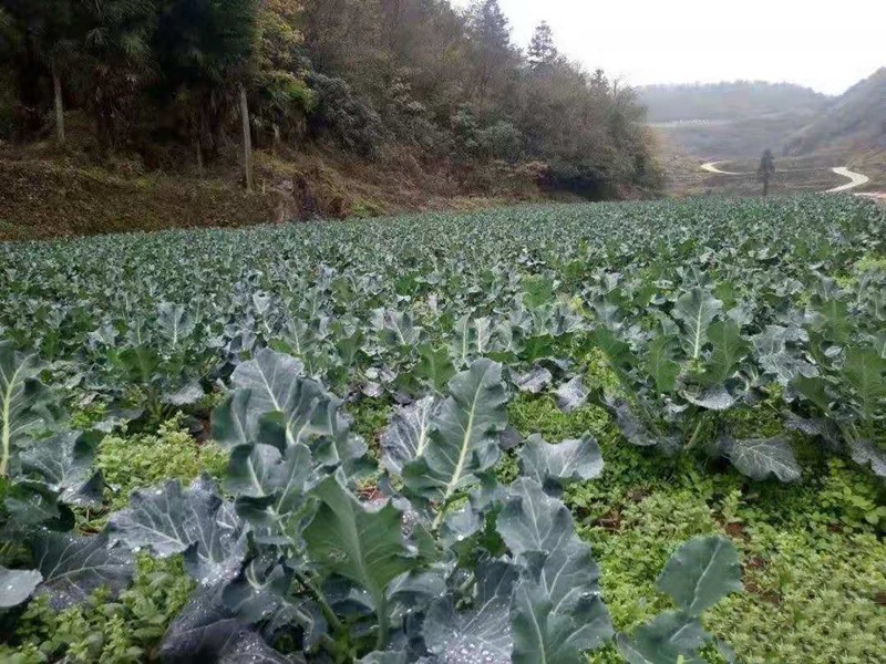 西兰花开始有花要预防什么病,西兰花黑茎病的防治方法