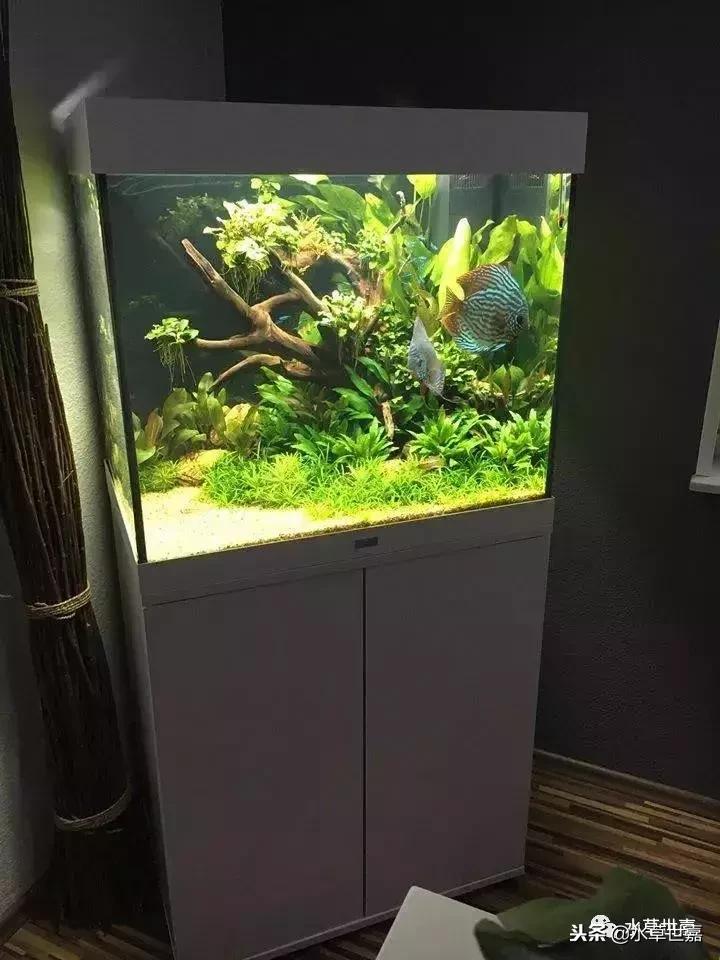 七彩神仙鱼水族箱布景,七彩神仙鱼苗繁殖技术