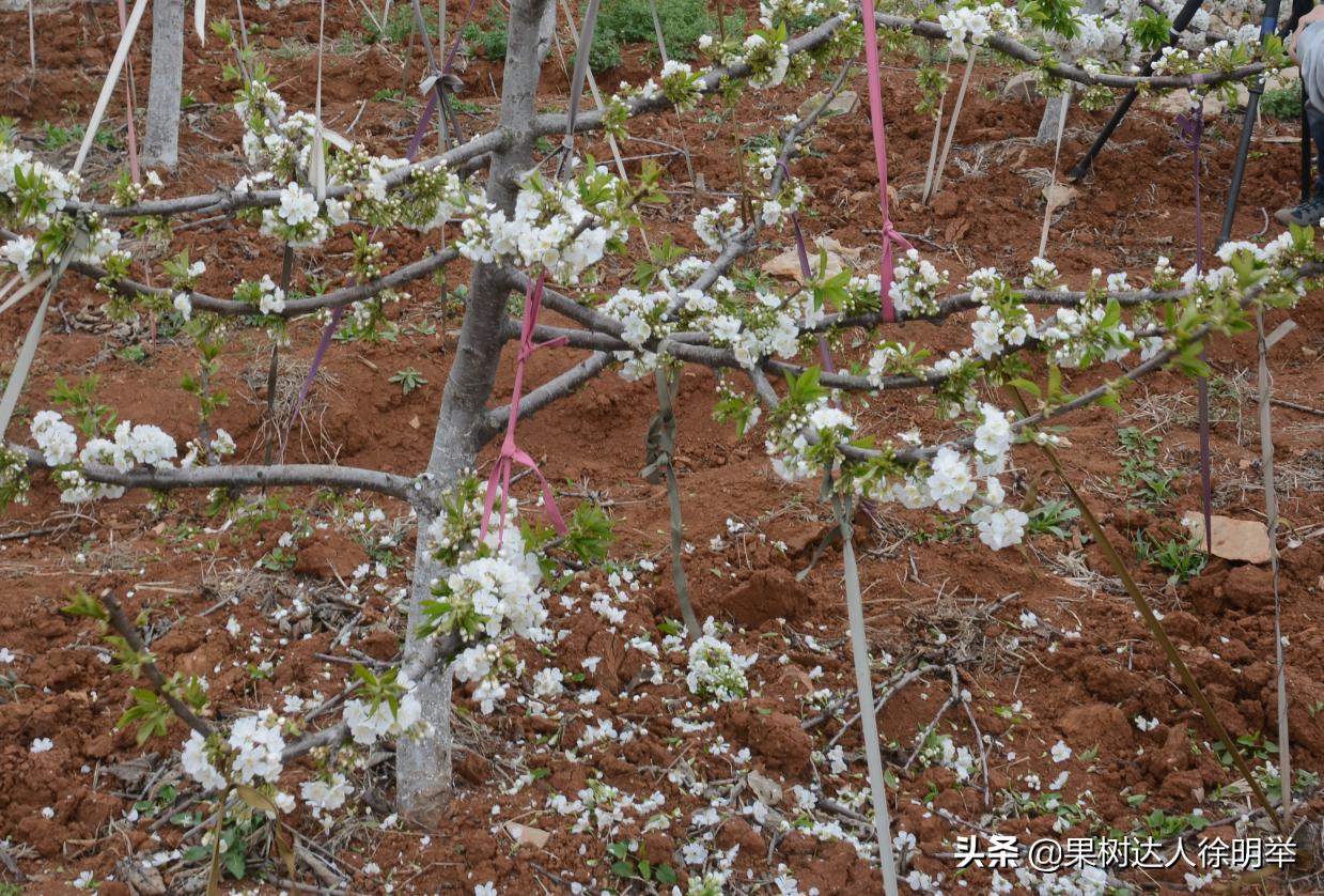 大樱桃全年管理主要防治病虫害,大樱桃开春管理