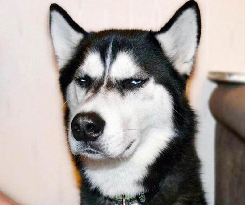 哈士奇掉毛严重吃什么维生素,哈士奇尾尖掉毛