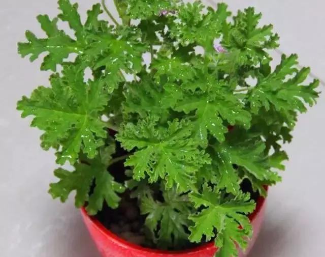 最近很火的艾草在室内使用有效果,艾草对女人的好处