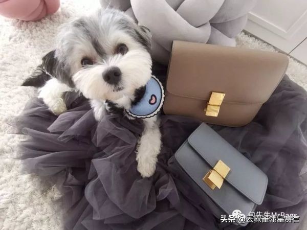 非常好看的宠物包,大家的包都带什么玩偶