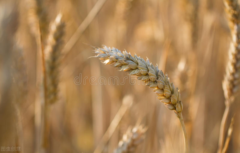 大麦种植技术与管理,大麦种植技术和播种方法