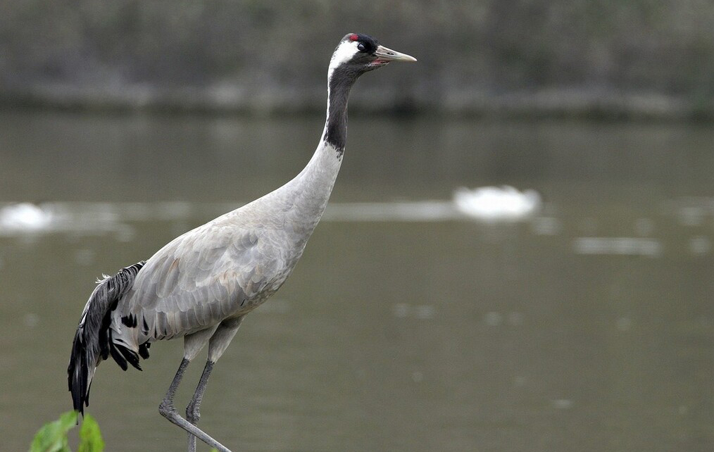 广东常见鸟类图谱图文,广东常见鸟类图谱