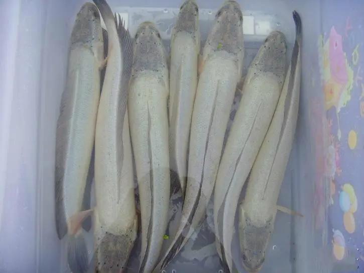 竹舍乌鱼庄：一条鱼搅活的乡村特色游