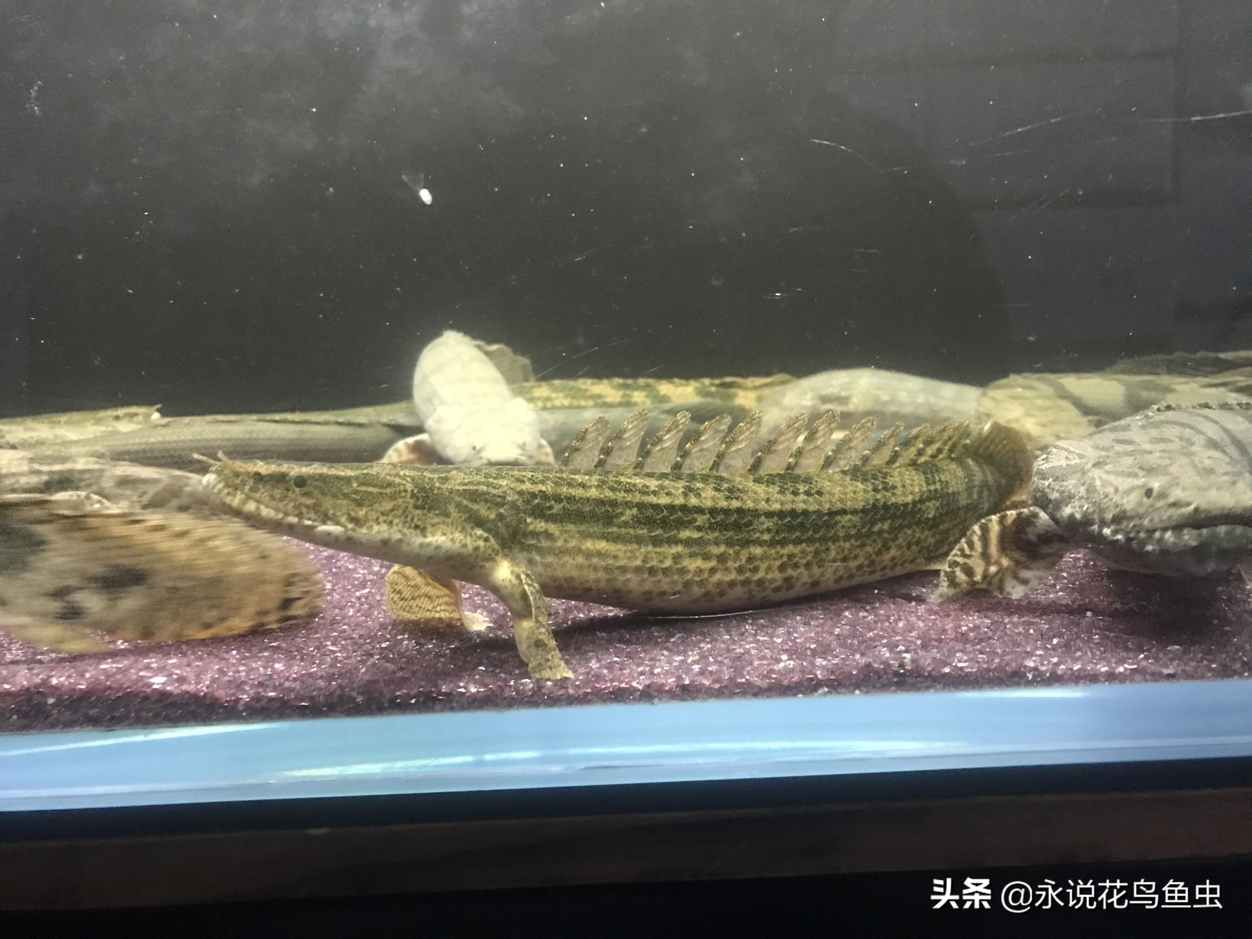 冷门大型恐龙鱼养殖方法,热带鱼淡水鱼养殖方法