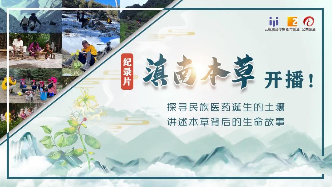 边睡觉边治疗、深山里的龙血树、形态各异的石斛，在这种独特的傣医药文化里还有更多的秘密