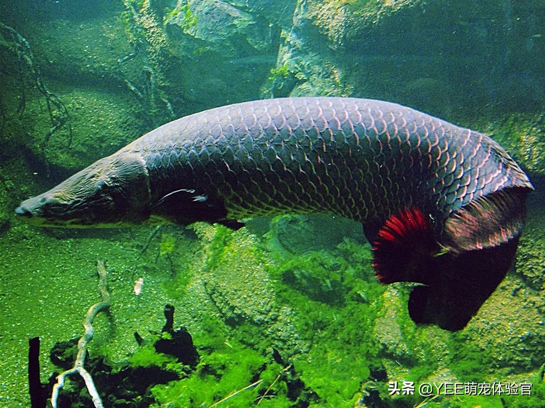 观赏鱼咬伤手是什么原因,观赏鱼咬主人怎么回事