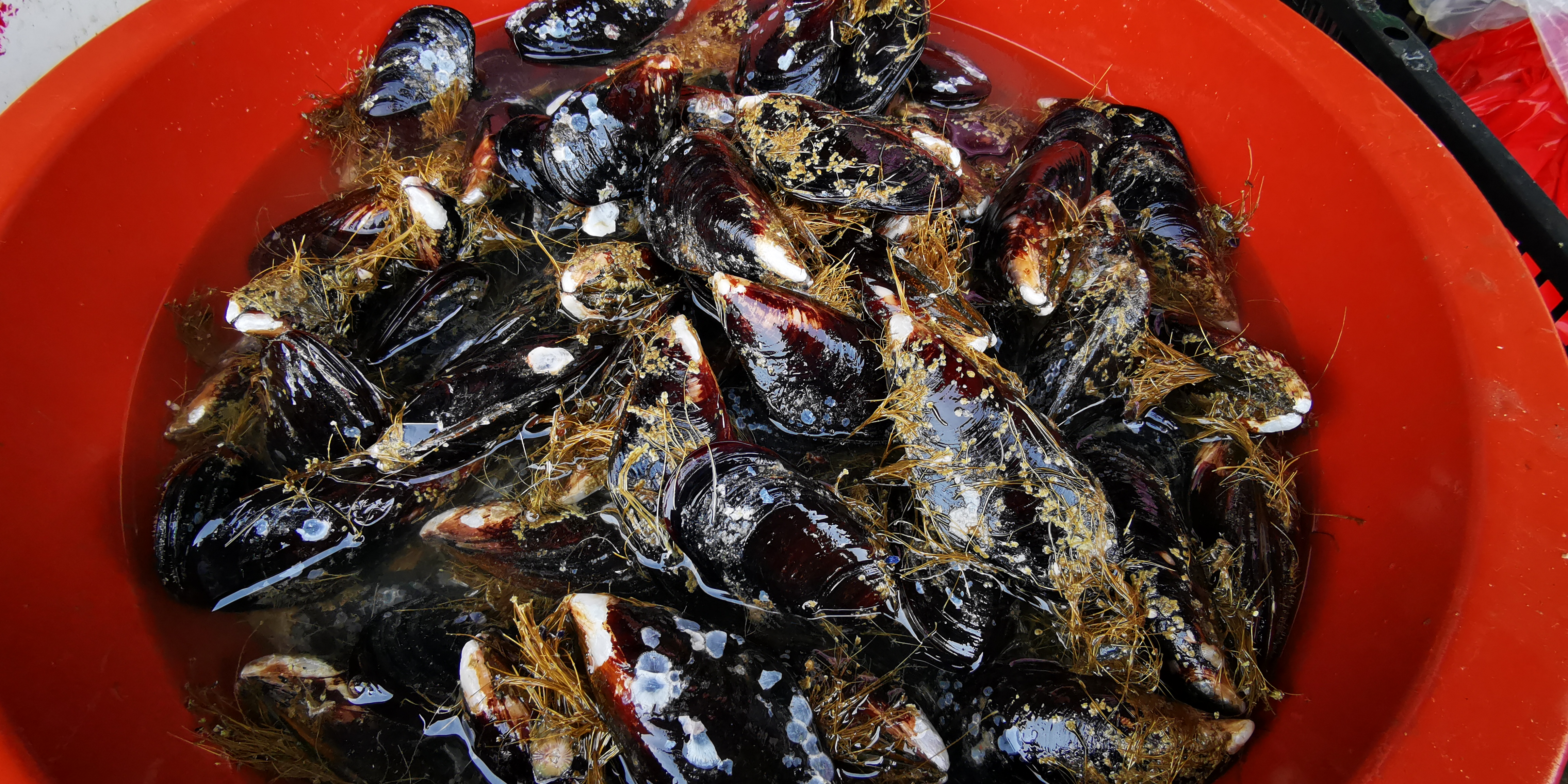 福州最便宜的海鲜渔村,福建海鲜最多的地方是哪里