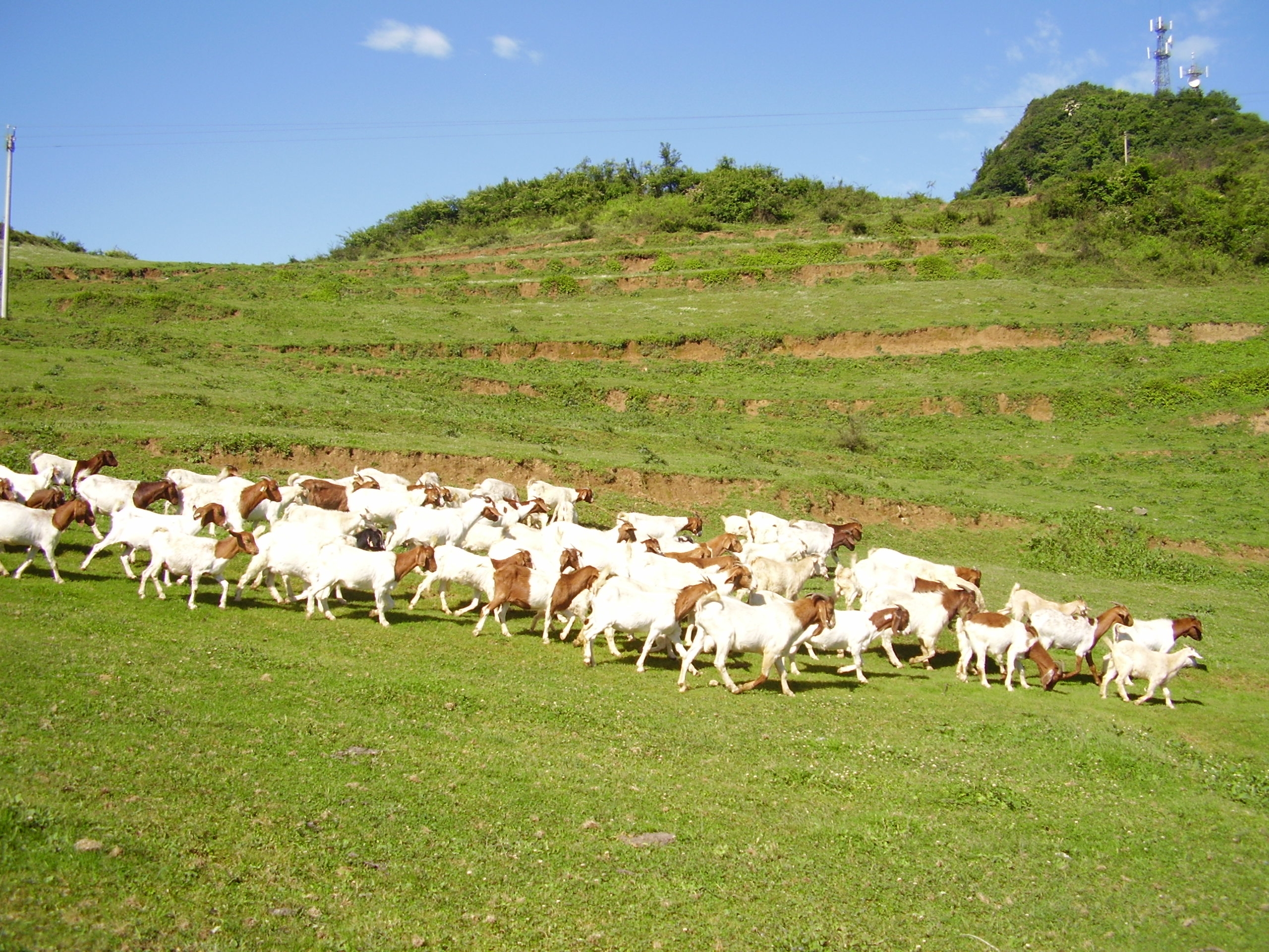 养20只母山羊的前景与利润怎样,养山羊羊羔技术及羊的养殖方法