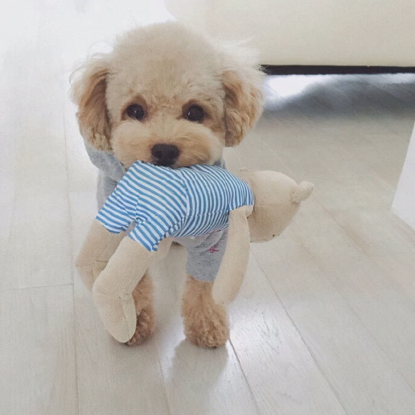 如果狗狗对你有攻击性该怎么办,狗狗表示友好的叫声和动作是什么