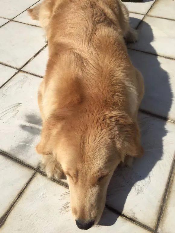 你知道狗狗有什么特征吗,怎么知道狗狗是否怀孕