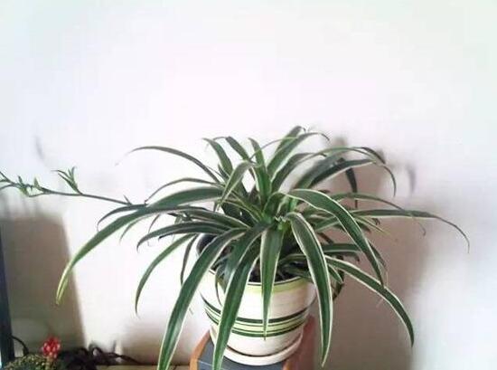 吊兰烂根怎么回事怎么处理,吊兰总是烂叶烂根是啥原因