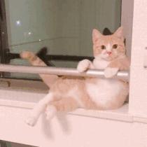 韩宝玲：养猫舔尻子记