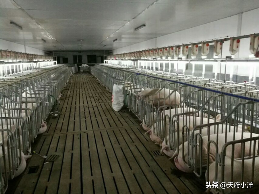 怎么样给母猪授精,怎样给母猪高效授精