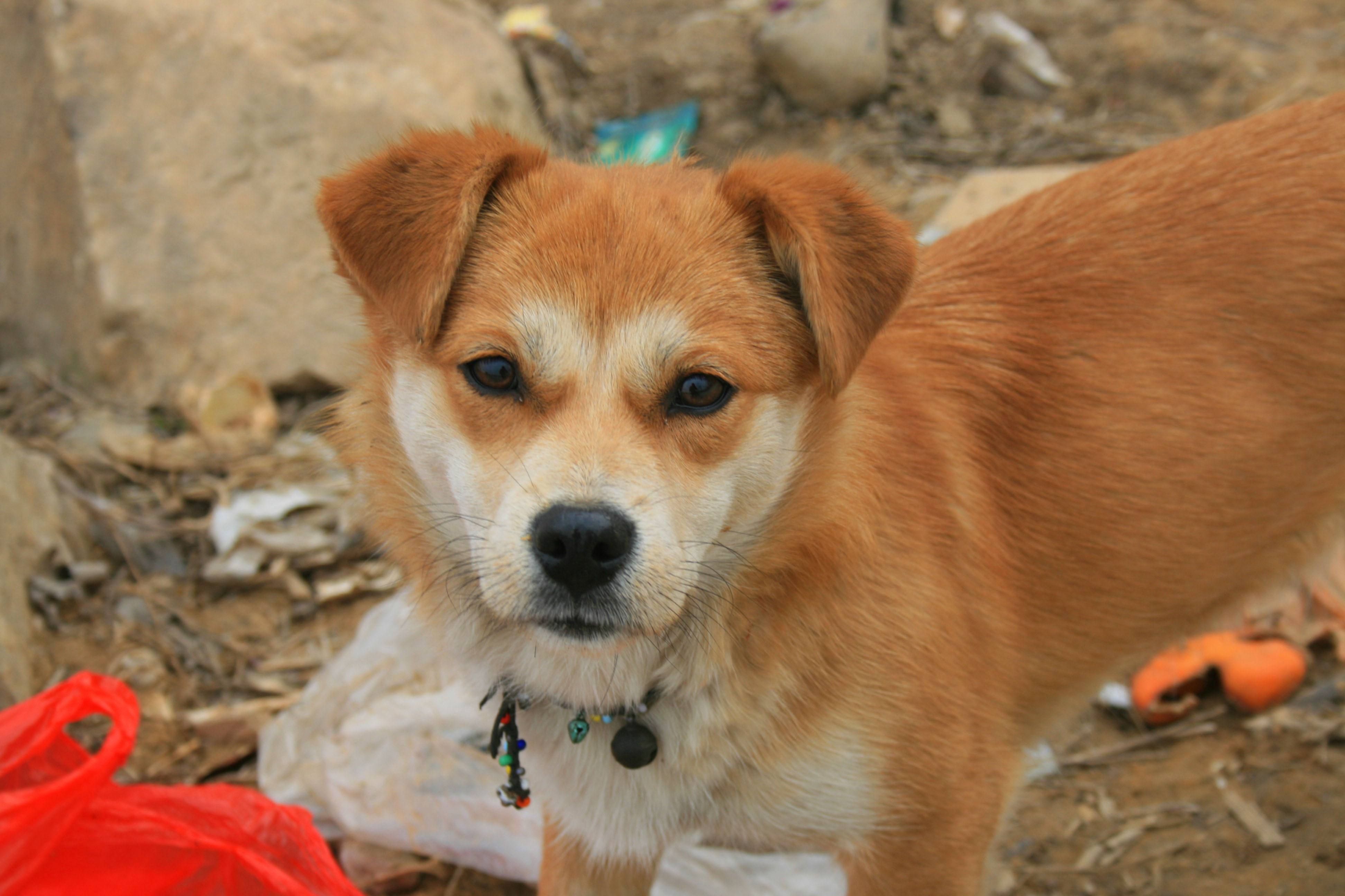 狗狗保护肾脏该吃什么狗粮,狗肾病吃什么狗粮